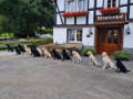 Alle Hunde