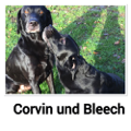 Corvin und Bleech