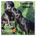 Corvin und Bleech 