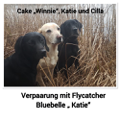 Flycatcher Cake, Katie, Cilla