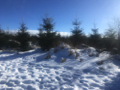 Sauerlad Winterlandschaft