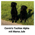 Alpha und Jule